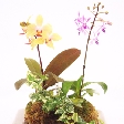 ミニ胡蝶蘭苔玉セット