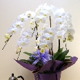 胡蝶蘭白大輪系5本立ち お供えラッピング 送料無料!即日出荷対応!