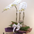 胡蝶蘭白大輪系3本立ち お供えラッピング 送料無料!即日出荷対応!