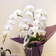 胡蝶蘭白大輪系3本立ち お供えラッピング 送料無料!即日出荷対応!
