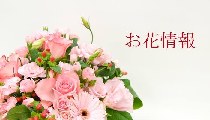 お花情報